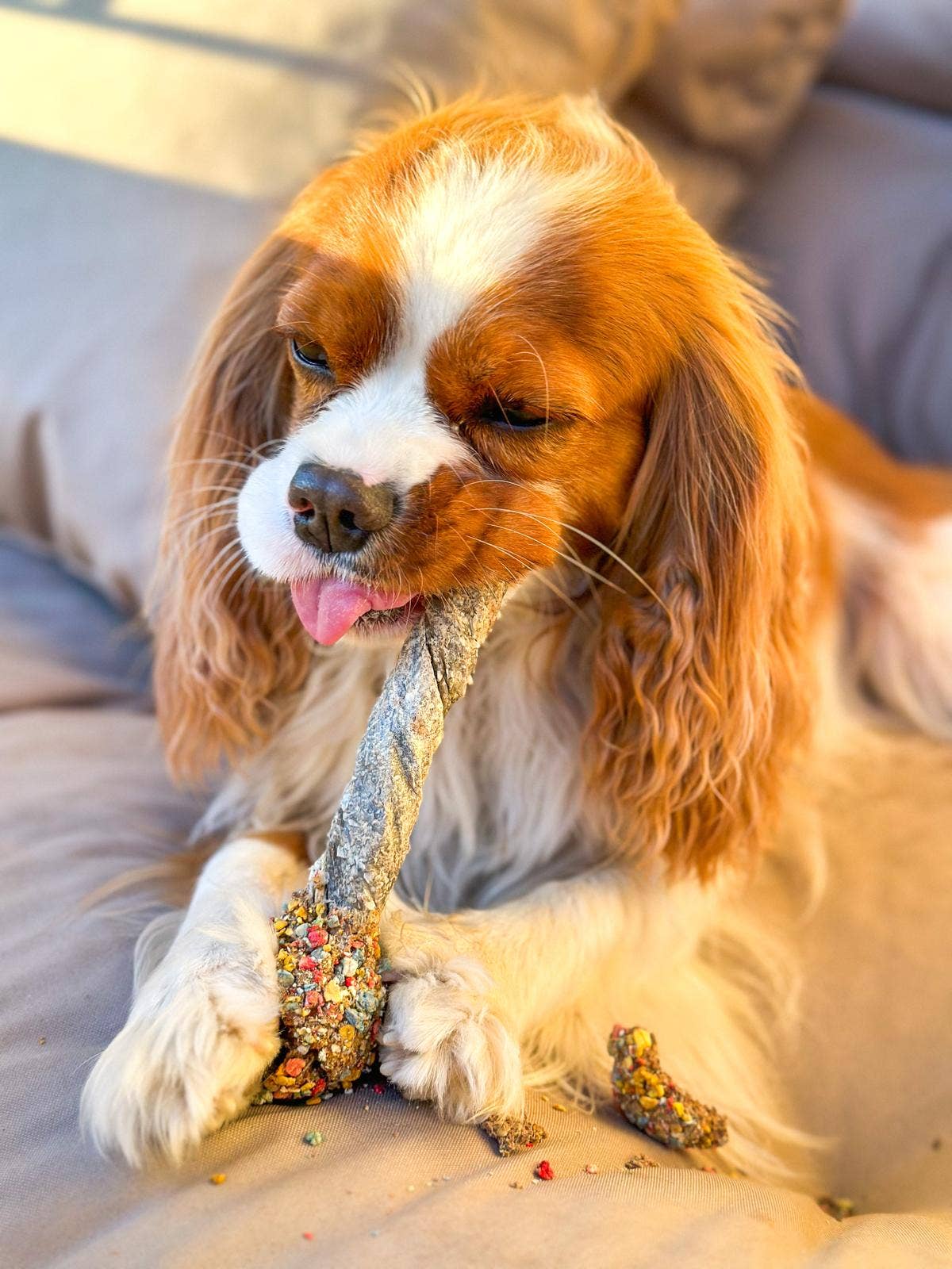 Lollipop — Crunchy Chewy-Pop für Hunde