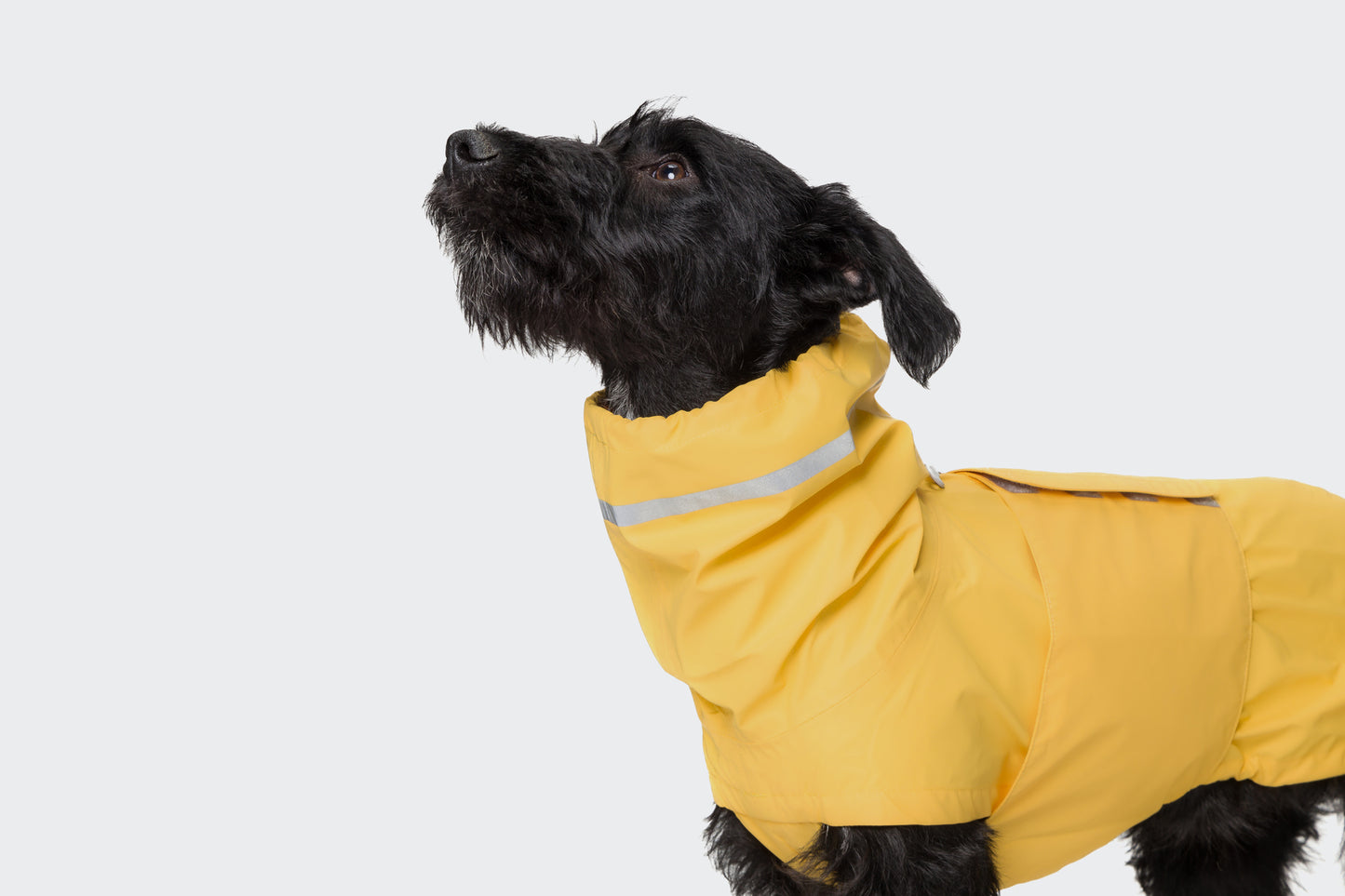 Dog raincoat Hamburg Saffron