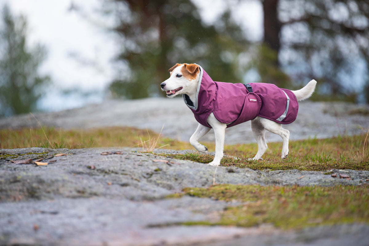 Dog Sweater 'Perus Pomppa' - Graphite