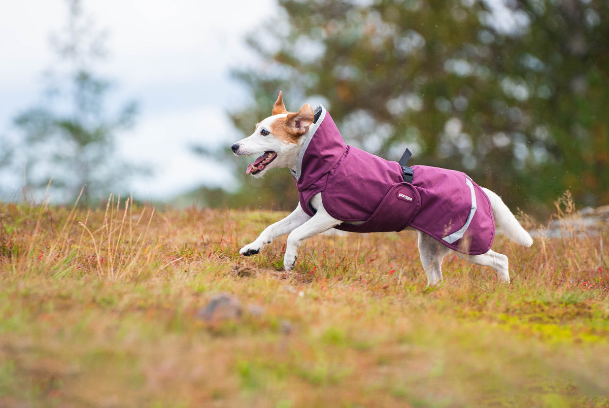 Dog Sweater 'Perus Pomppa' - Graphite