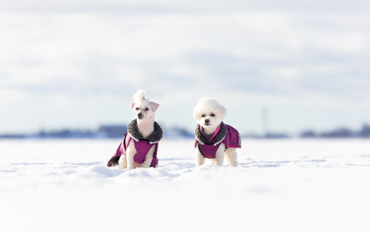 Dog Sweater 'Perus Pomppa' - Graphite