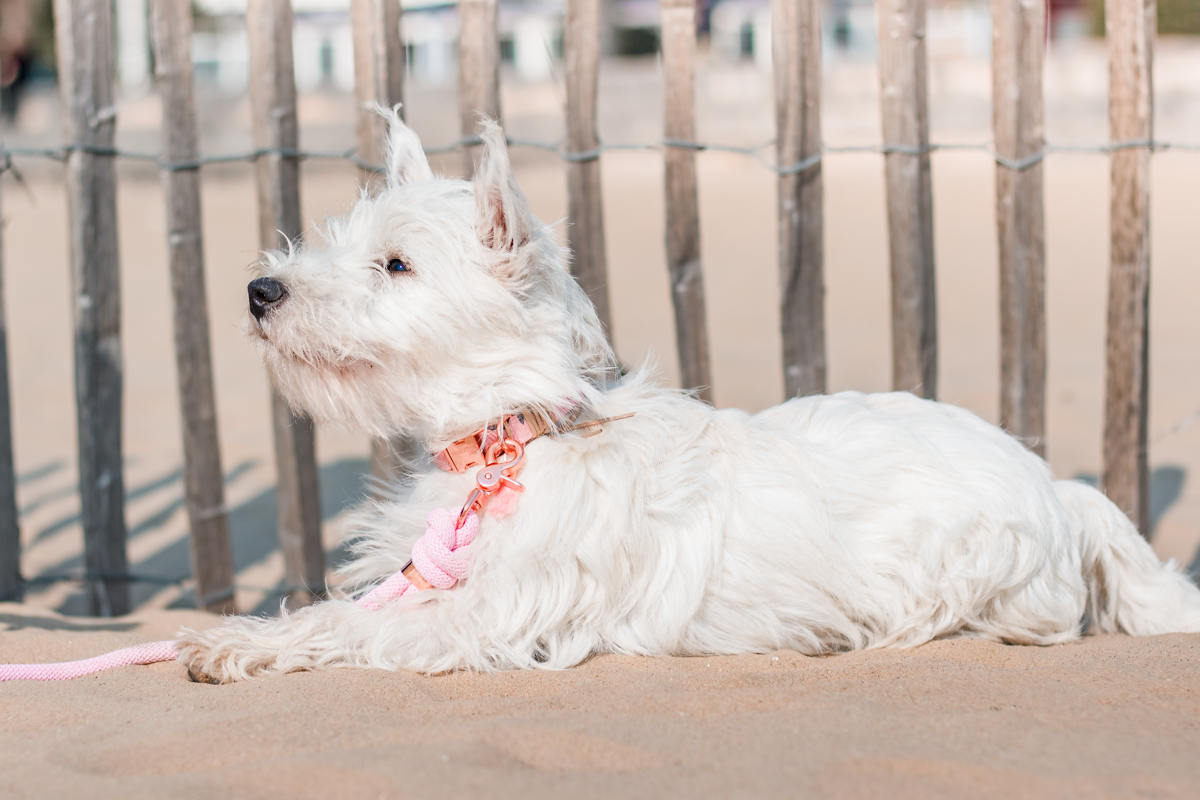 Hundehalsband Ulyssia