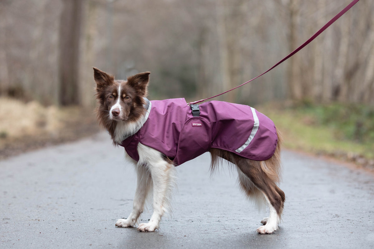Dog Sweater 'Perus Pomppa' - Graphite
