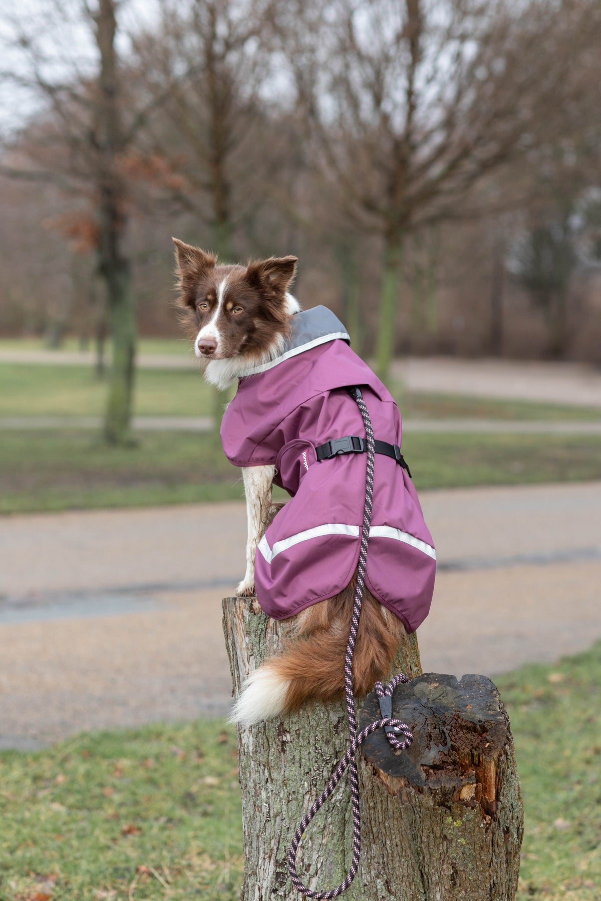 Dog Sweater 'Perus Pomppa' - Graphite