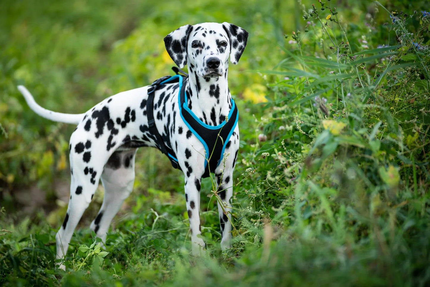 Vary Geschirr - Schwarz