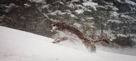 Aktiv im Winter: Schneespass mit der Pfote