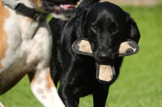 Die 10 ausgefallensten Gadgets für Hunde