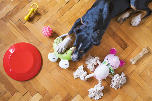 8 Wautastische Beschäftigungen für Hunde von vielbeschäftigten Herrchen