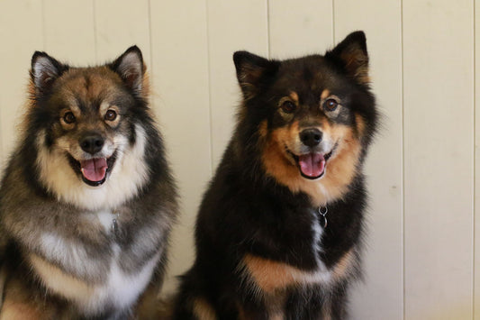 Im Hundesalon mit Vanessa: Langes Stockhaar