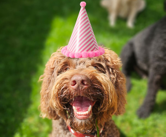 Rezept für eine waustarke Hundetorte