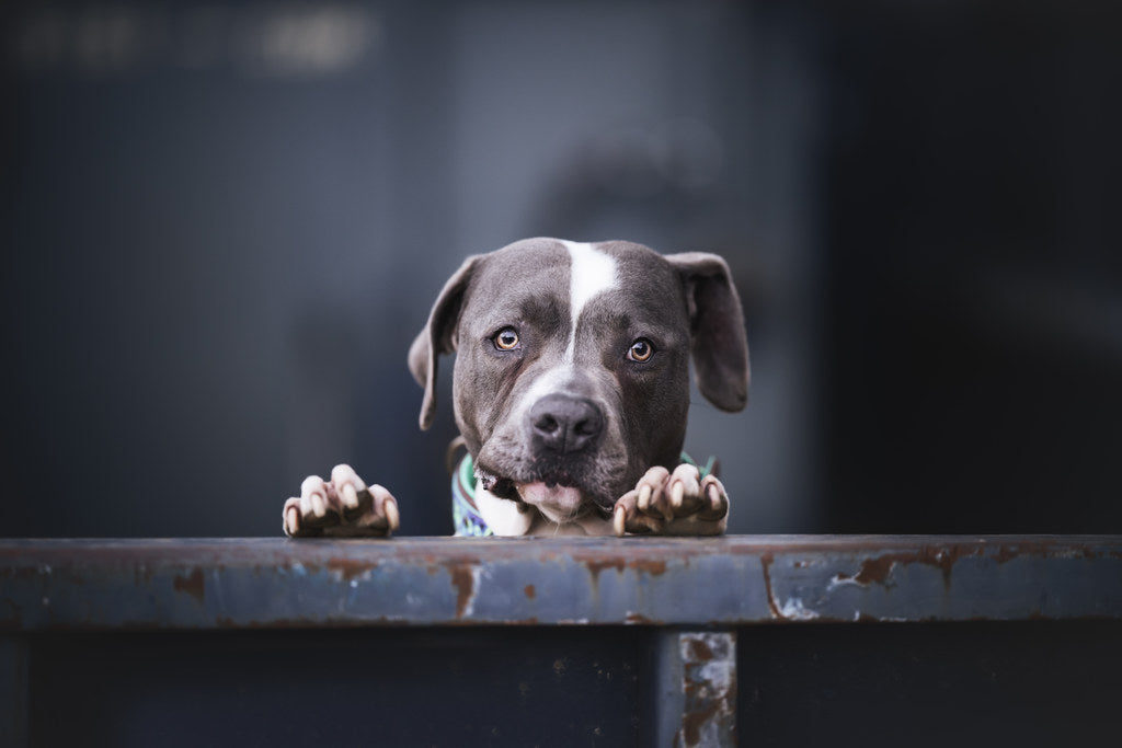 BullStaff Hilfe Schweiz: Liebe für Listenhunde