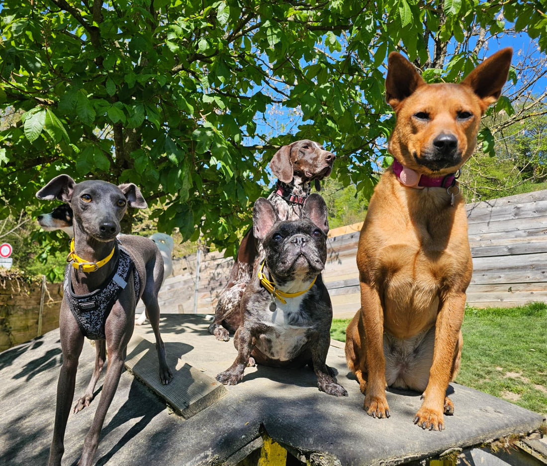 Was Deine Pfote in einer Hundepension lernt