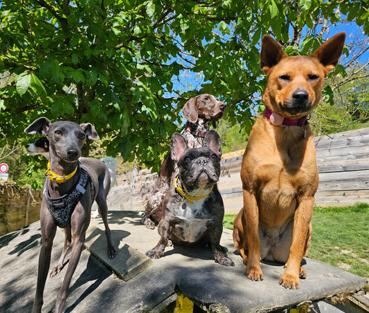Was Deine Pfote in einer Hundepension lernt