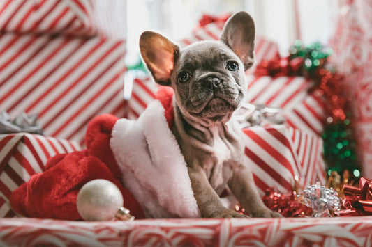 Die 9 besten Weihnachtsgeschenke unter dem Waunachtsbaum 2024