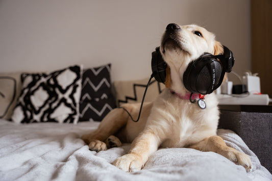 Musik für Hundeohren – Mit Klang zu mehr Entspannung