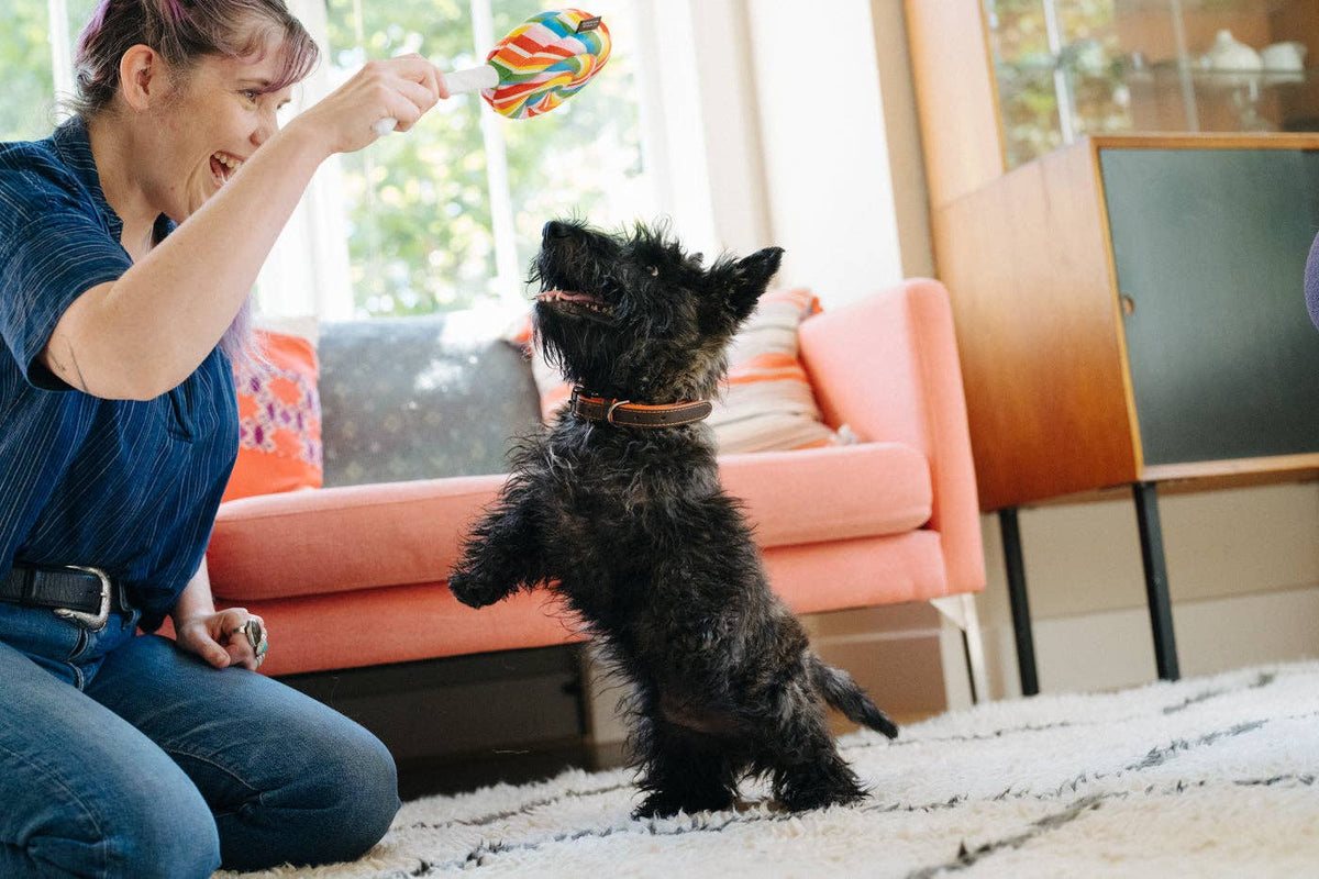 Hundespielzeug Snack Attack Lollipup