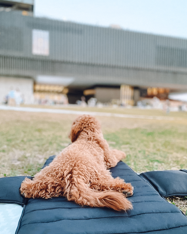 Convertible carrier bag for dogs