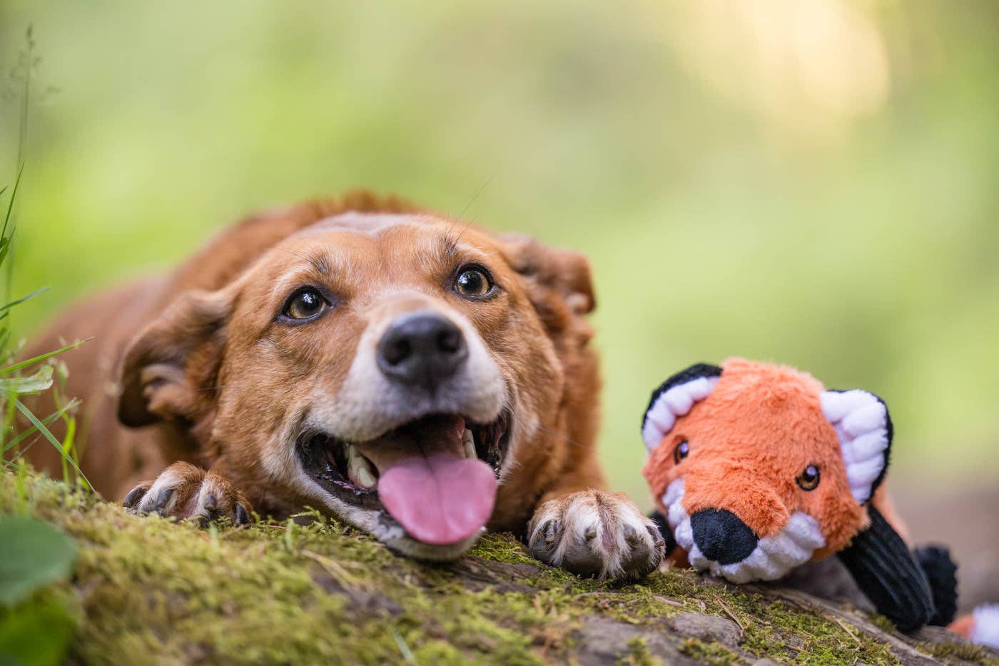Hundeplüschie Waldfreunde – Forest der Fuchs