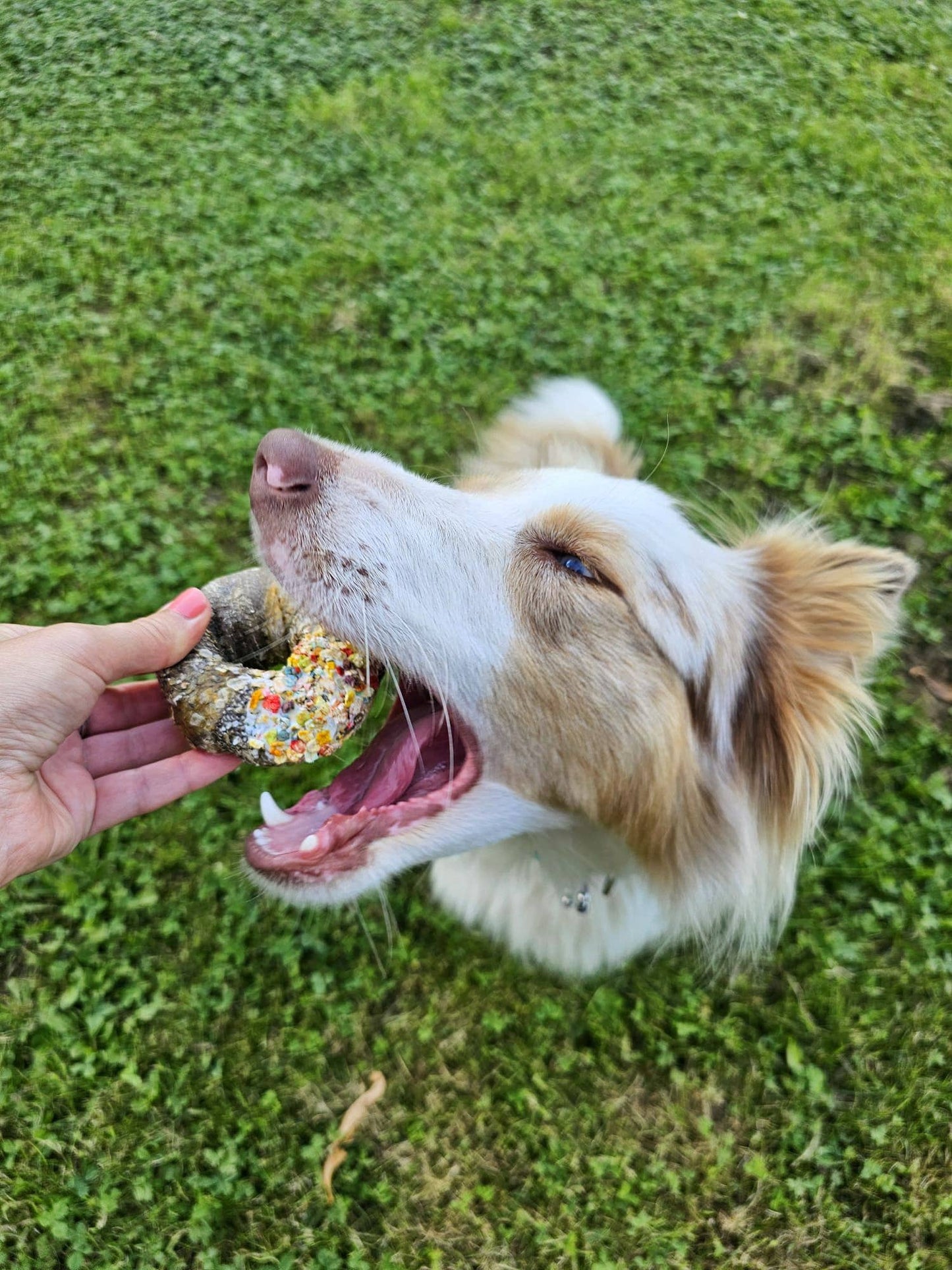 Candy Crush Tüte - Trockenfleisch und Fisch mit Dogfetti
