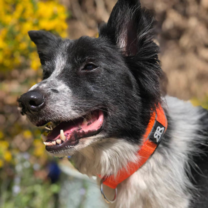 Halsband zum Überziehen 4cm - Schwarz