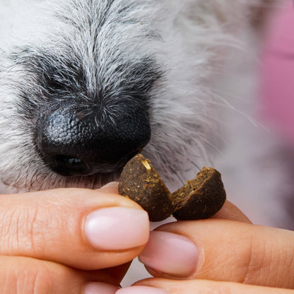 Z-Snack - Ergänzungs-Snack für Hunde