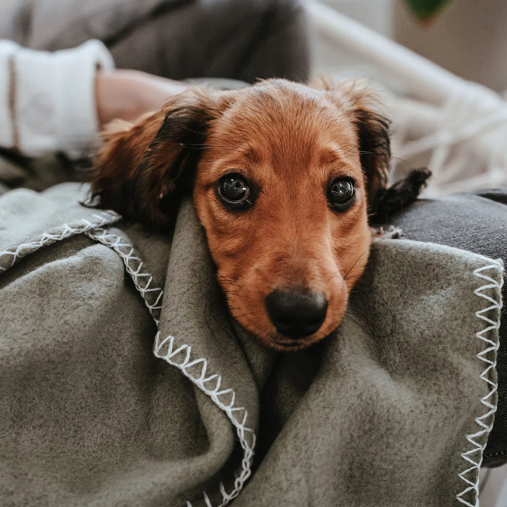 Hundedecke Casper - Grün