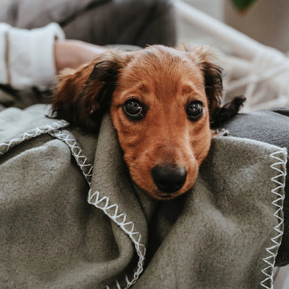 Hundedecke Casper - Grün