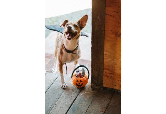 Hundespielzeug Howl-o-ween Leckerli-Korb