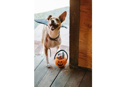 Hundespielzeug Howl-o-ween Leckerli-Korb