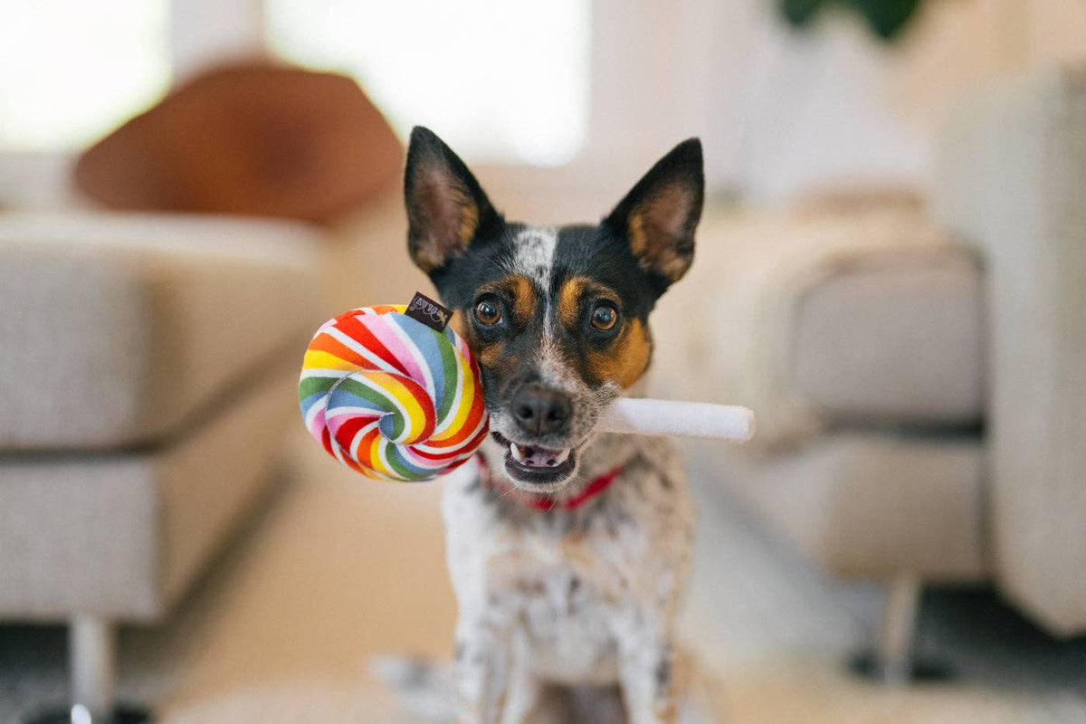 Hundespielzeug Snack Attack Lollipup