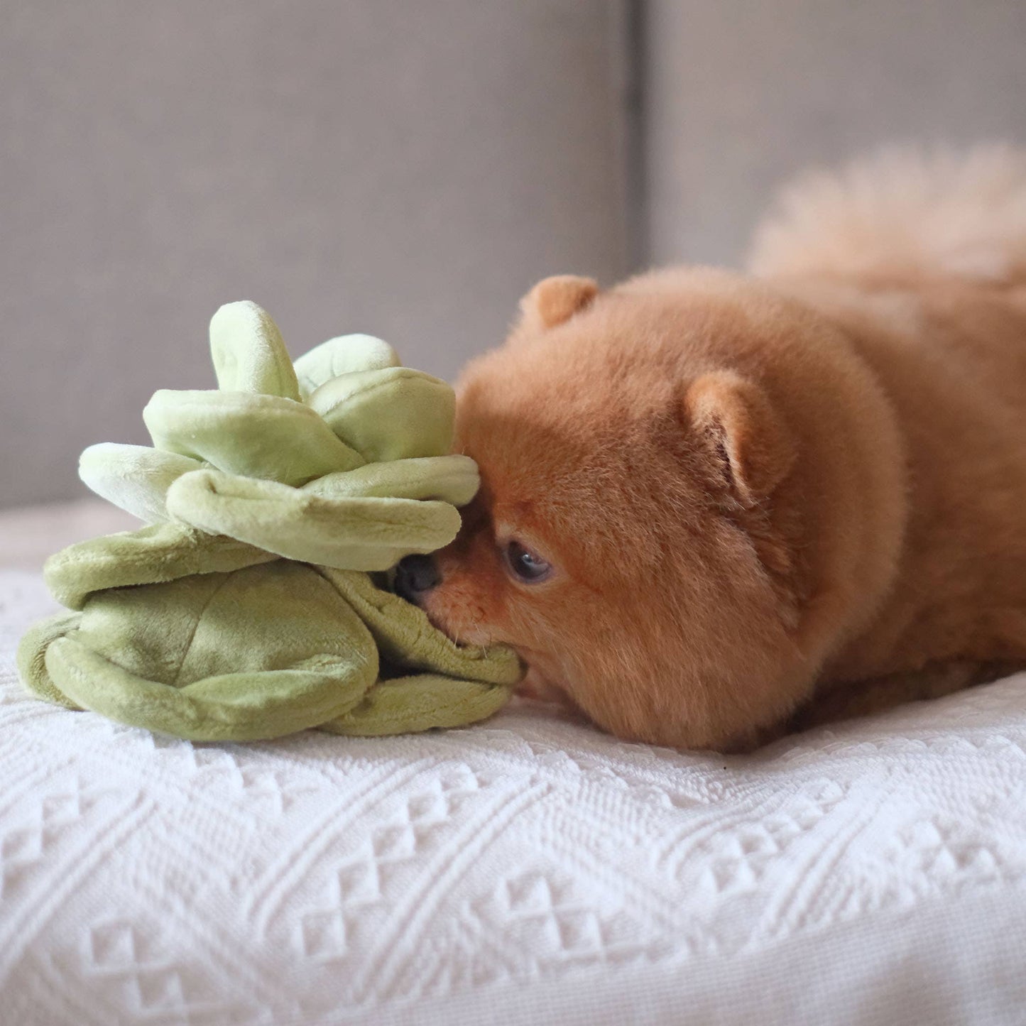 Sniffing toy - Sniffing cabbage