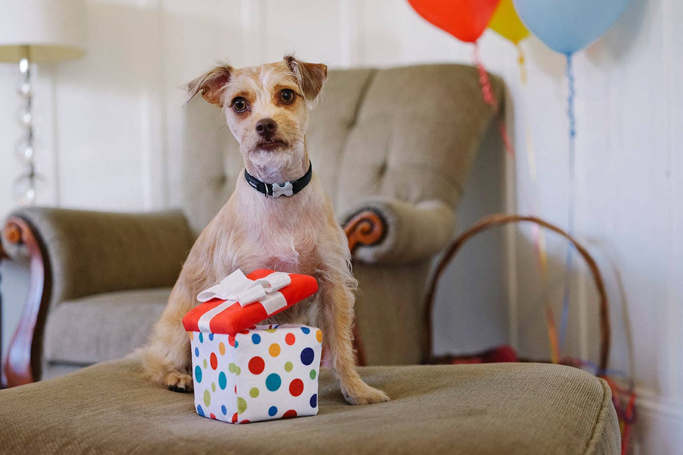 Hundespielzeug Wurftagsgeschenk