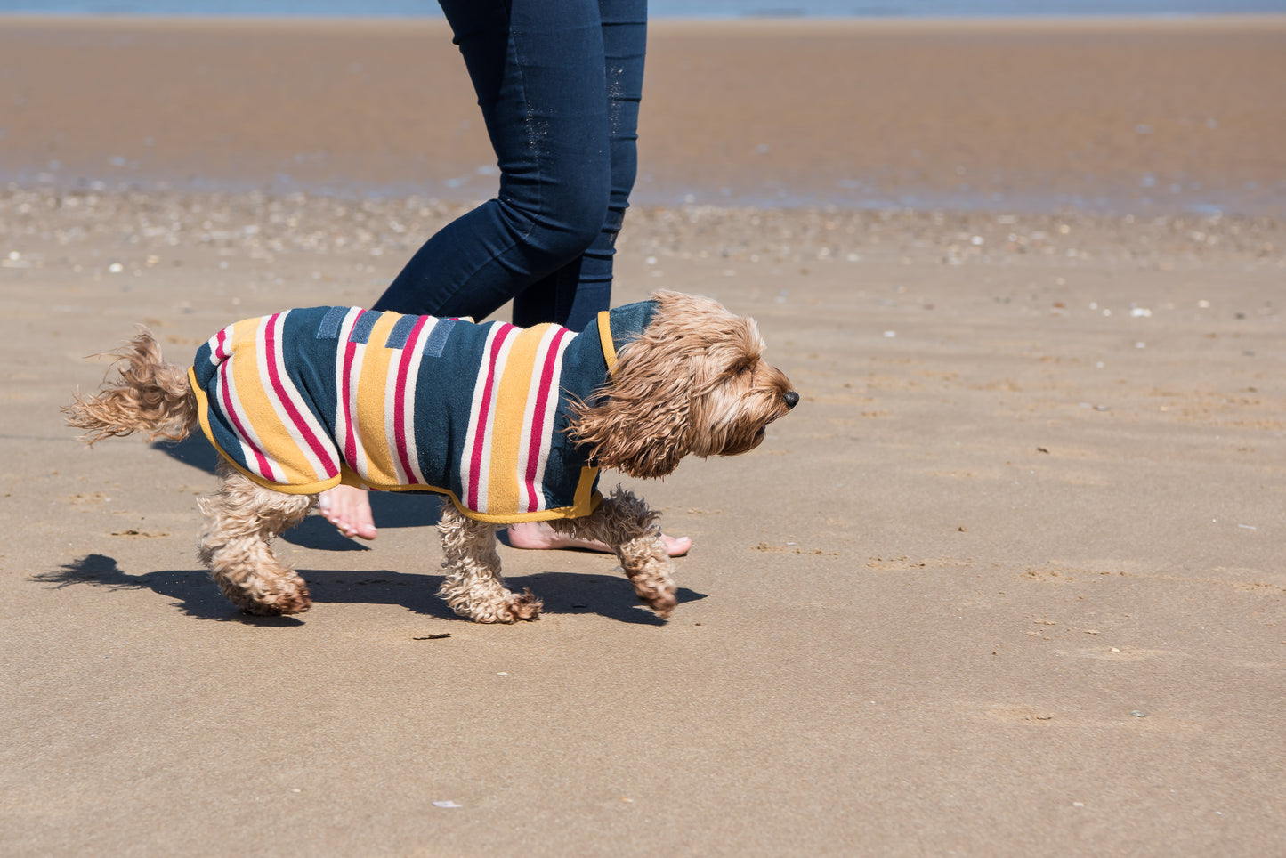 Dog Bathrobe Beach