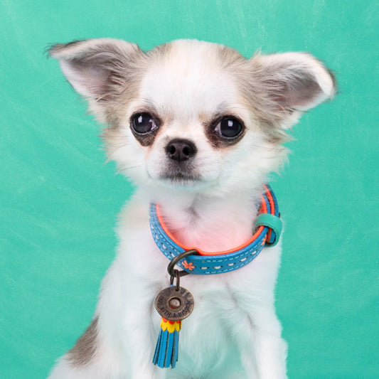 Halsband Jones an kleinem Hund