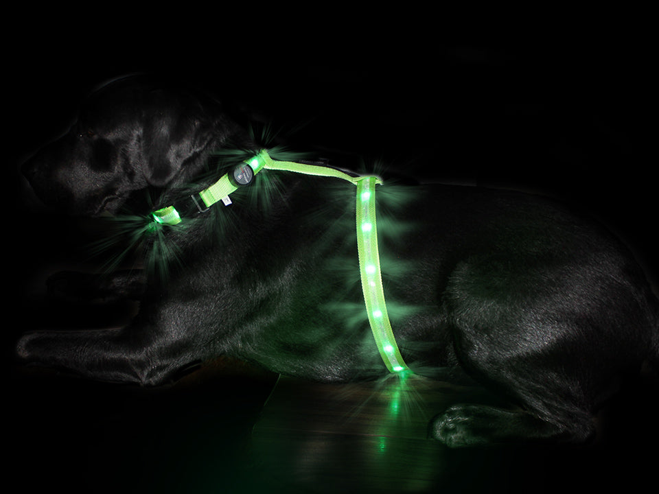 Glowing Harness 'Ninja'