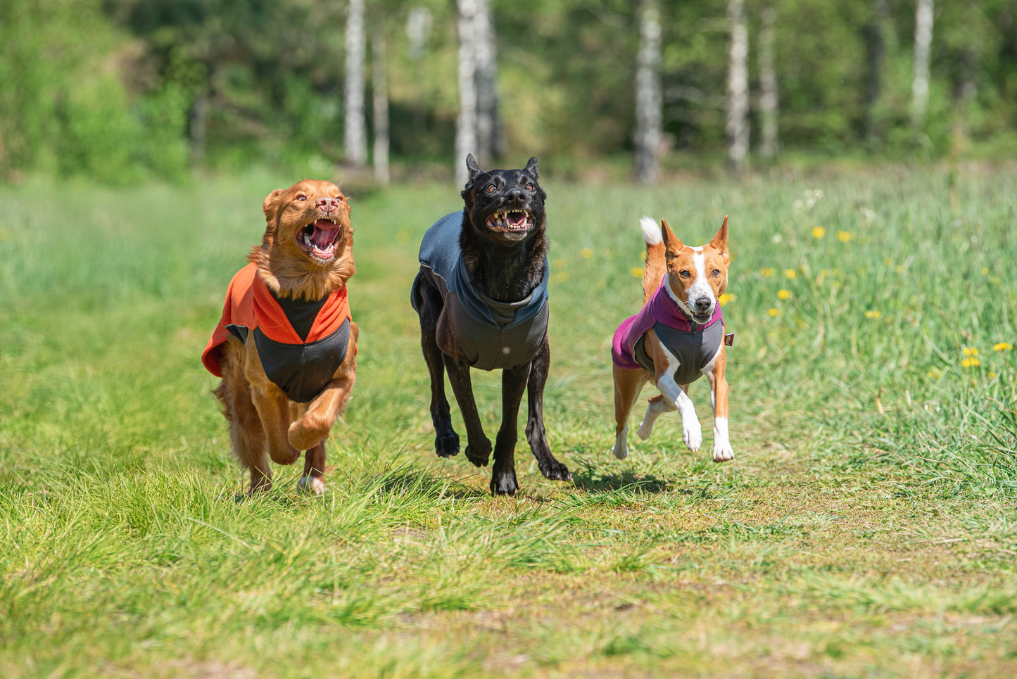 Jumppa Pomppa Habanero