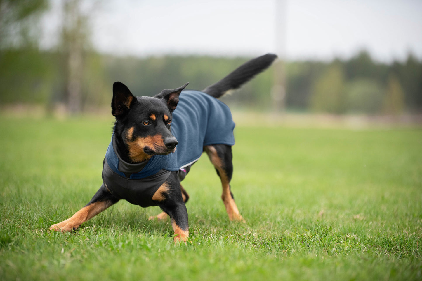 Jumppa Pomppa Midnight