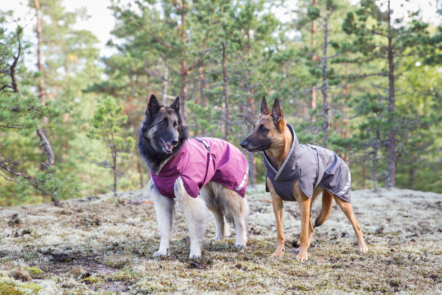 Dog Sweater 'Kevyt Pomppa' - Graphite