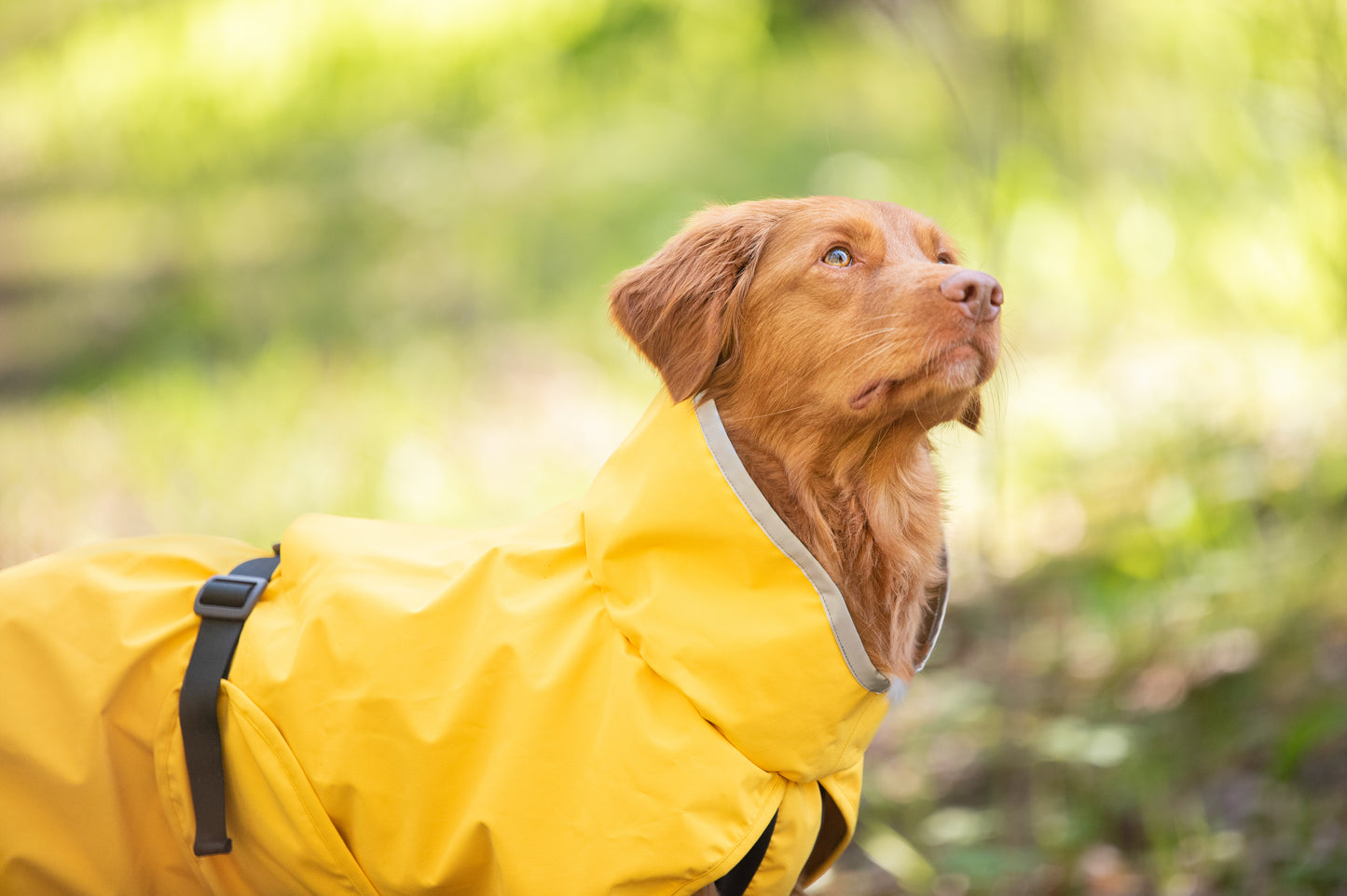 Kuori Pomppa Lemonade