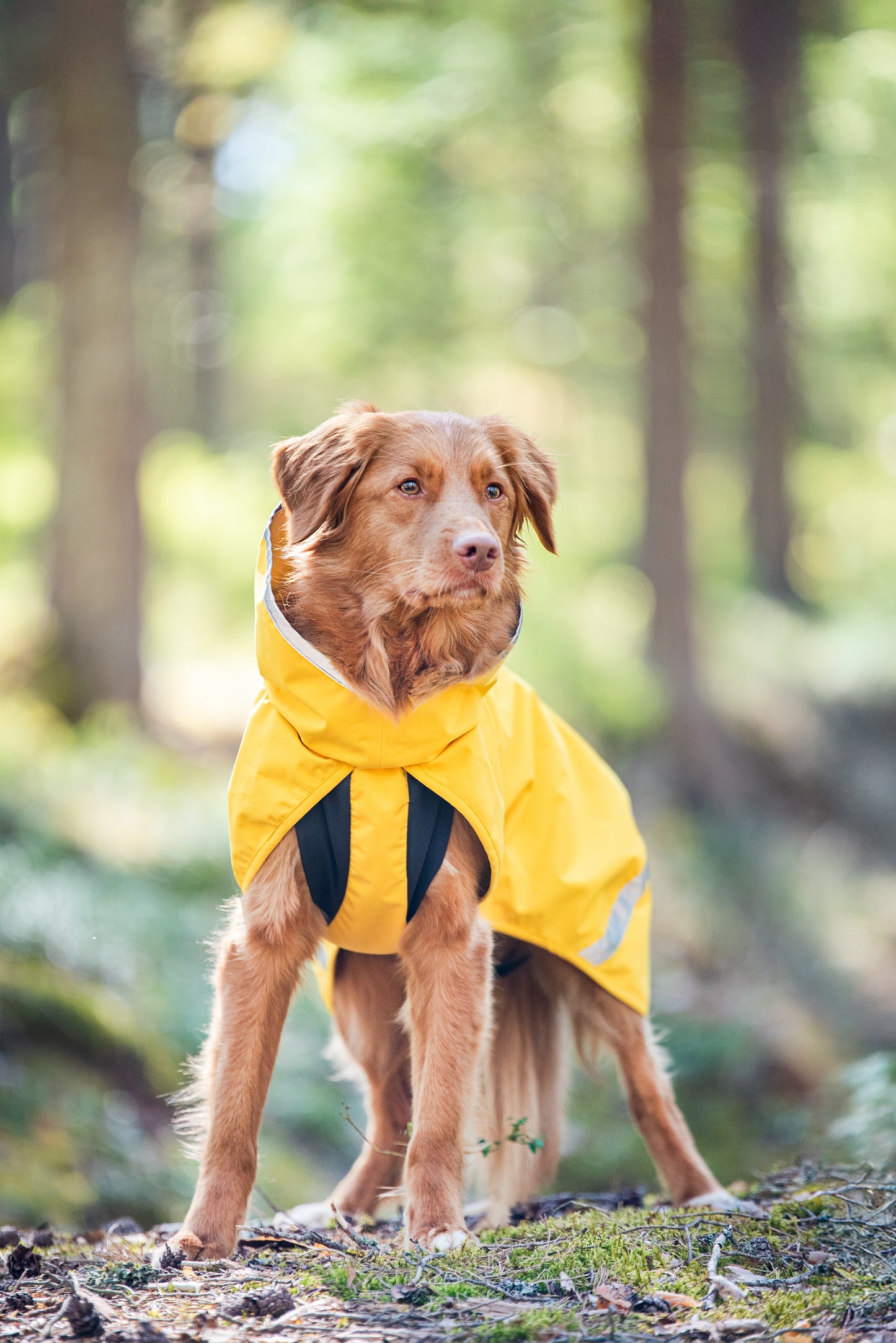 Kuori Pomppa Lemonade