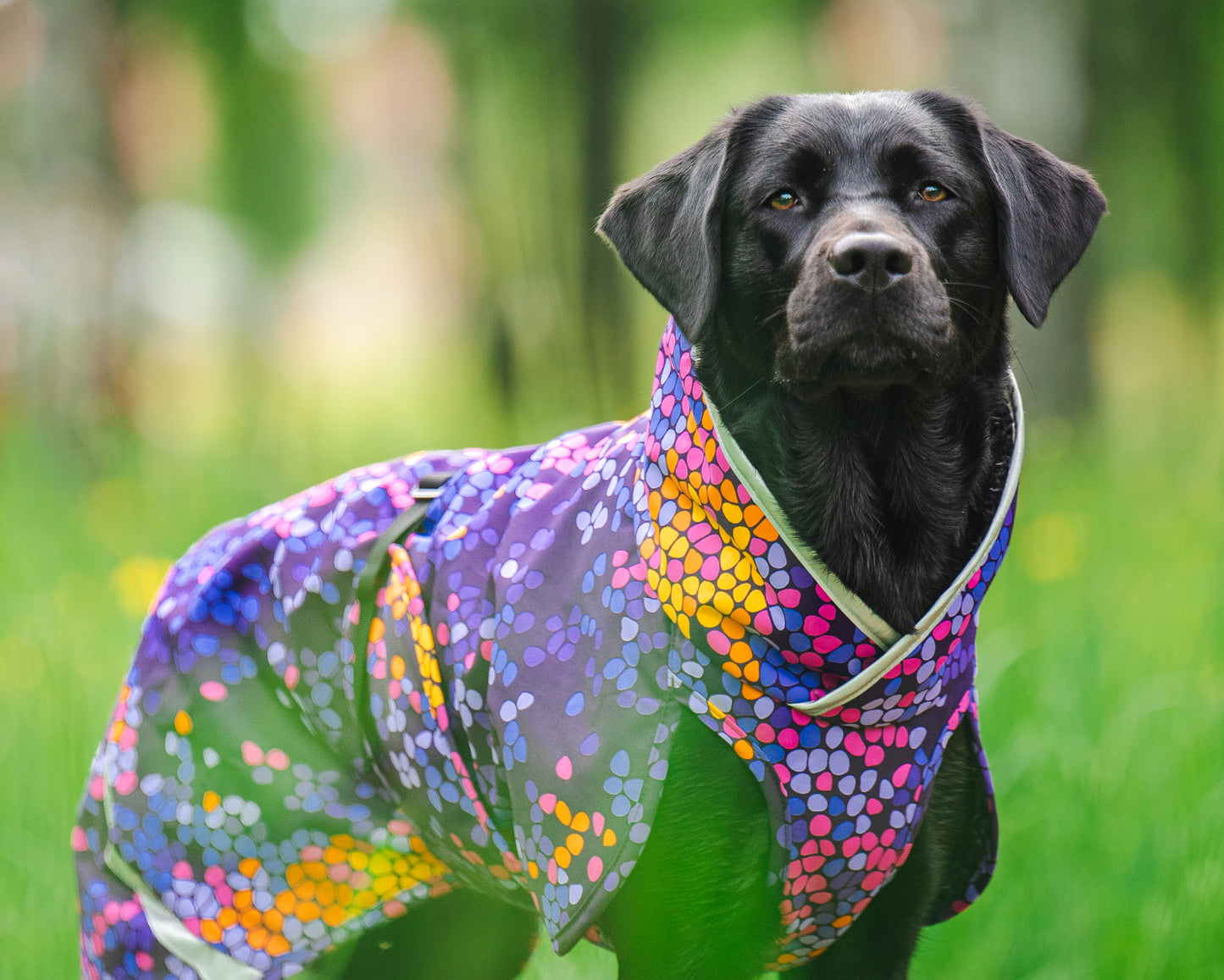 Dog Sweater 'Perus Pomppa' - Cosmos