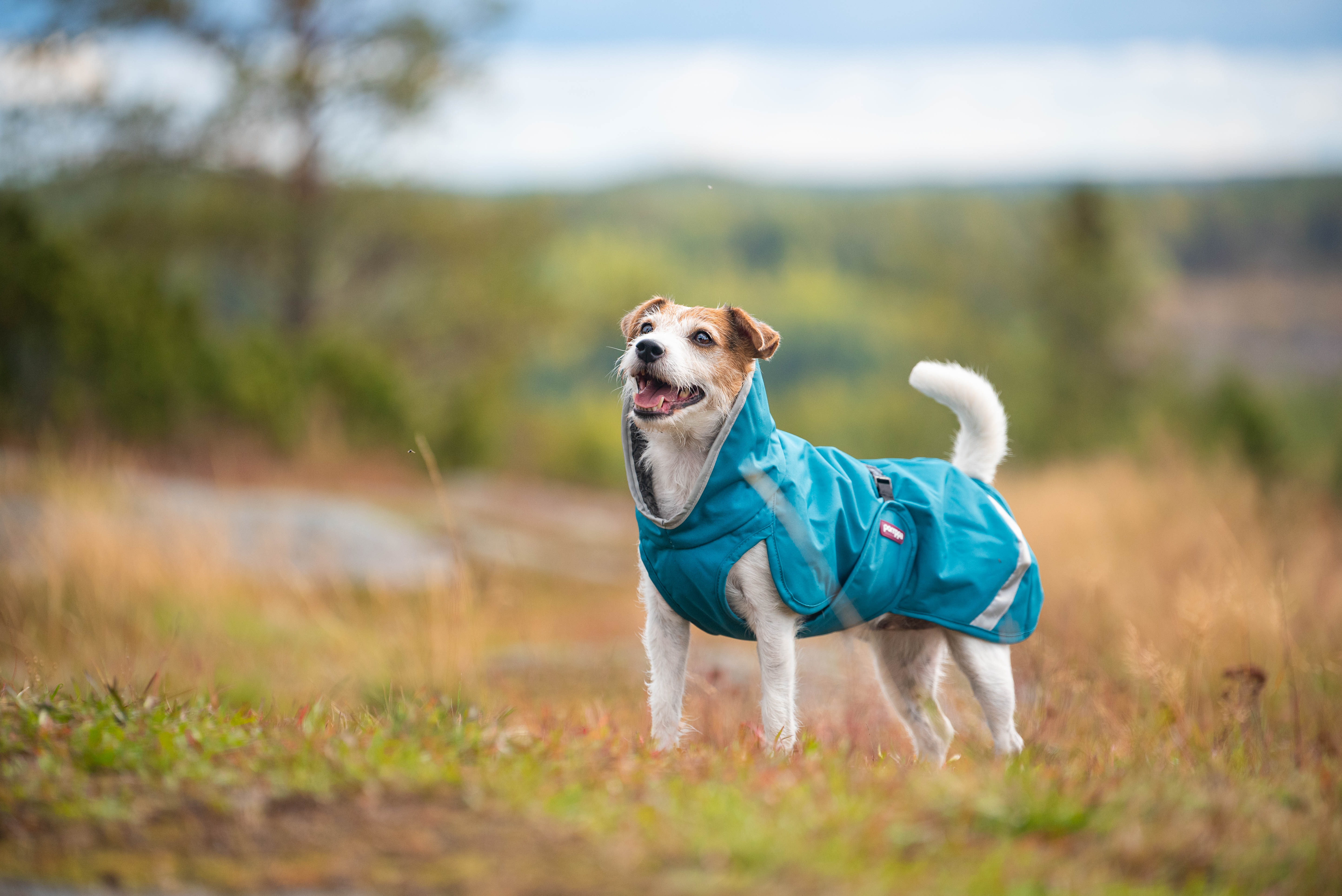 Pomppa hotsell dog coats