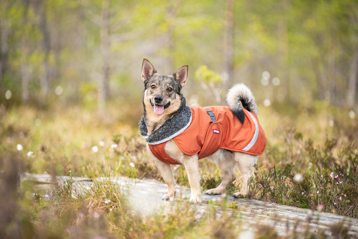 Dog Sweater 'Perus Pomppa' - Petrol