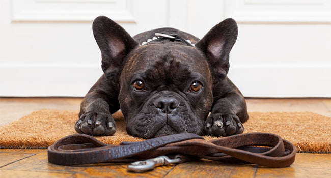 Relaxo Pet Pro Dog