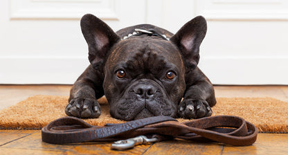 Relaxo Pet Pro Dog