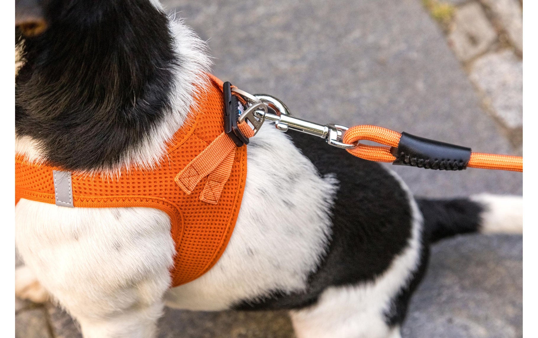 Stretchy dog clearance leash