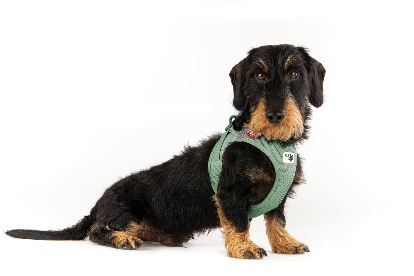 Vest Harness curli Clasp Air Mesh - Olive