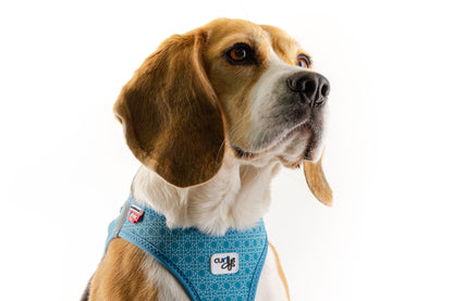 Vest Harness curli Clasp Air Mesh SE22 - Turquoise