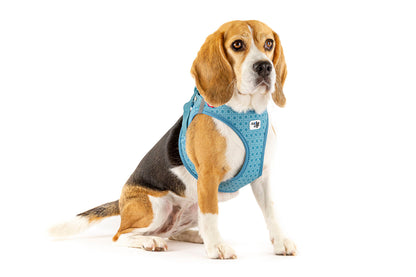 Vest Harness curli Clasp Air Mesh SE22 - Turquoise