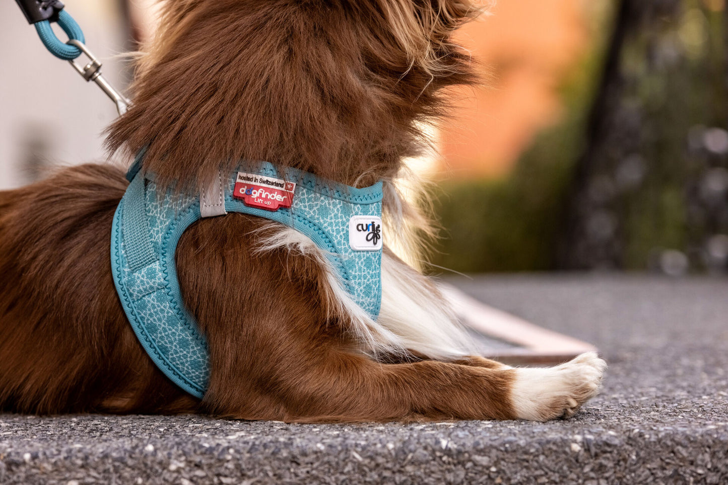 Vest Harness curli Clasp Air Mesh SE22 - Turquoise